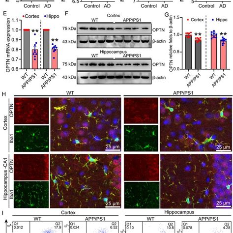 Optn Expression Is Downregulated In Ad Patients And App Ps Transgenic