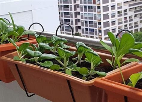 Gardening In Singapore Hdb Common Corridor Tips And Guidelines The