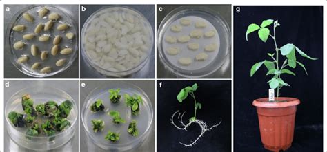 Process Of Agrobacterium Mediated Soybean Cotyledonary Node