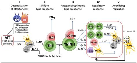 immune system responds  allergy immunotherapy