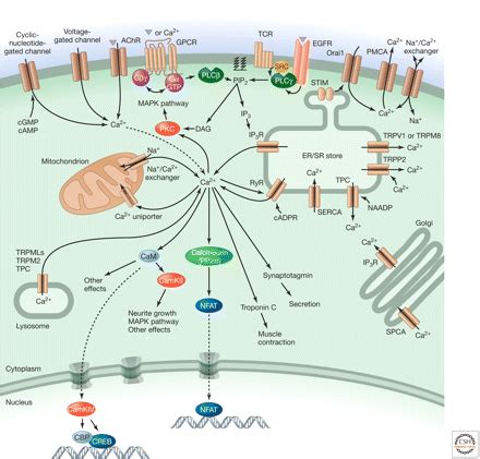 Calcium Signaling