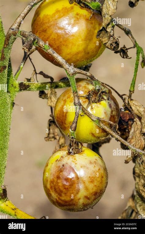 Piante Di Pomodoro Malattie Fungine Immagini E Fotografie Stock Ad Alta