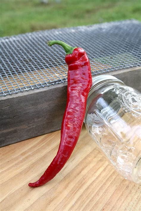 Huge Cayenne Chile Hot Pepper Premium Seeds Packet