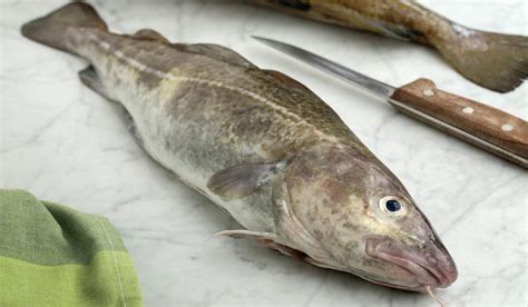 Qué es el bacalao pescado blanco o azul Esenciadelmar