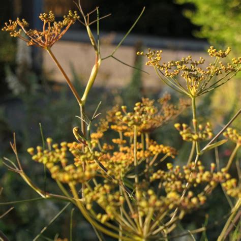 Bronze Fennel Foeniculum Vulgare Organic Seeds