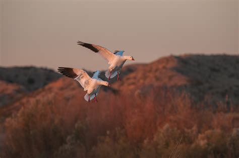 Snow Geese | Sean Crane Photography