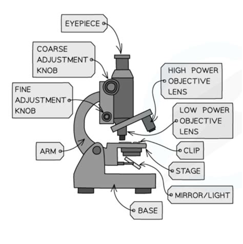 B Microscopy Flashcards Quizlet