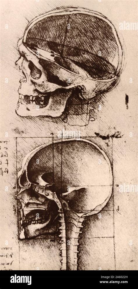 Studia Teschio Umano Leonardo Da Vinci Disegno Di Arte Italiana