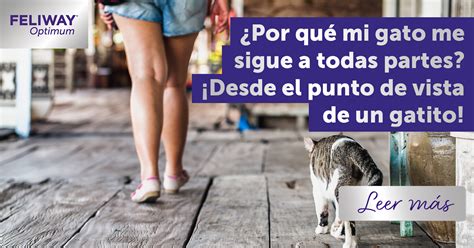 ¿por Qué Mi Gato Me Sigue A Todas Partes ¡desde El Punto De Vista De