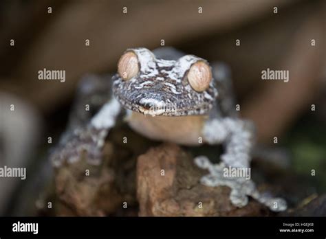 Cricket Pet Hi Res Stock Photography And Images Alamy