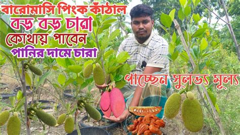 বারোমাসি পিংক কাঁঠাল এর বড় বড় চারা পাচ্ছেন পানির দামে সুলভ্য মূল্য