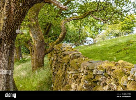 Dry Stone Wall In A Ancient Oak Forest At The Lake District National