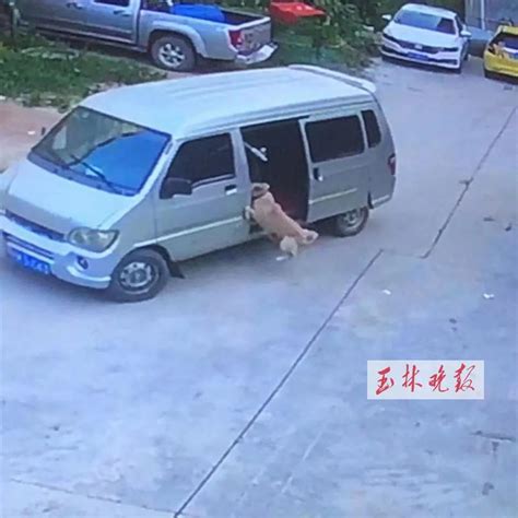 爱犬被盗，玉林一女子悬赏3万元寻找！网友吵翻“一条土狗值3万？”澎湃号·媒体澎湃新闻 The Paper