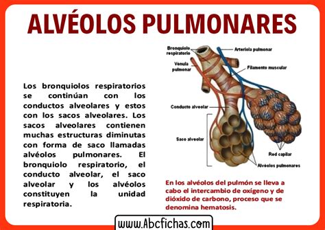 Anatom A Y Funci N De Los Alv Olos Pulmonares