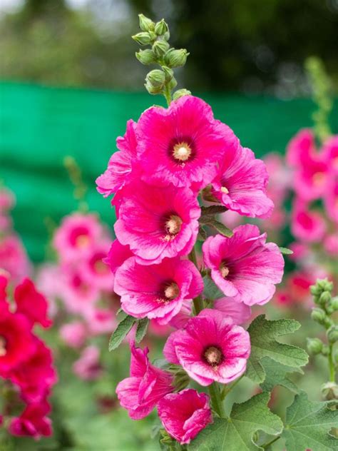 Hollyhock Plant Care - How To Grow Hollyhocks