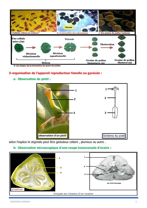 La Reproduction Sexu E Chez Les Plantes Fleurs Cours Alloschool