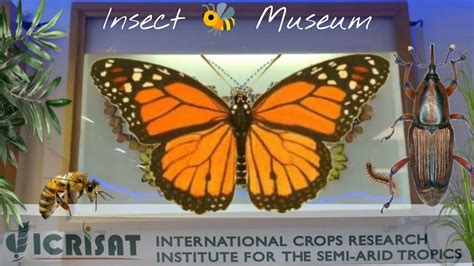 Insect Museum At Icrisat Youtube