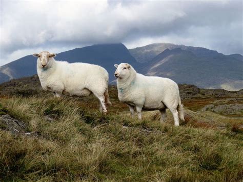 Welsh Mountain sheep - Alchetron, The Free Social Encyclopedia