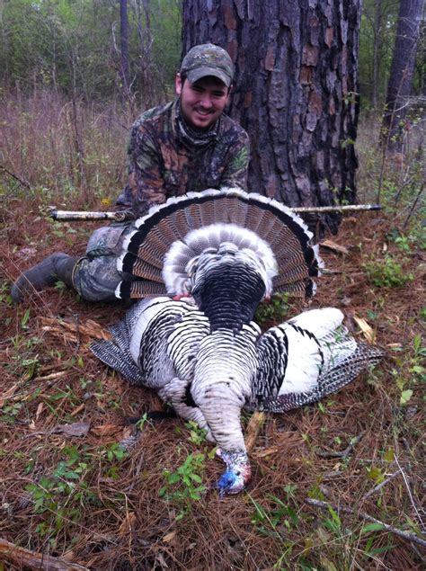 Smoke Gray Color Variation In Wild Turkeys Wild Turkey Lab