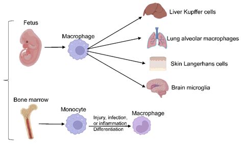 Macrophage Meta Inflammation And Inflammaging Encyclopedia Mdpi