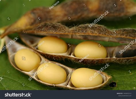 Soybean Plantations Handling Brazilian Agribusiness Stock Photo Edit