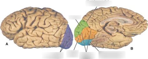 Occipital Lobe Sulci And Gyri Diagram Quizlet