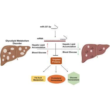 MiR 337 3p Improves Metabolic Associated Fatty Liver Disease Through