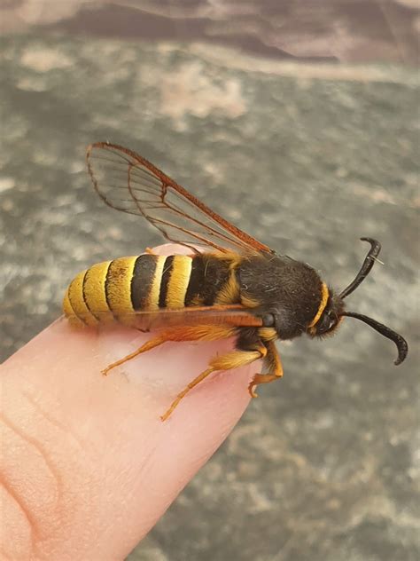 This is a Lunar Hornet Moth, a species that 'mimics' a Hornet to assure ...