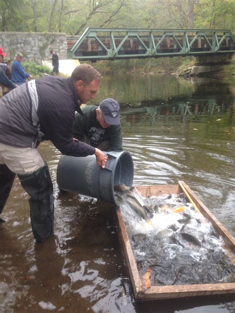 Dnrec Division Of Fish Wildlife Announces Annual Fall Trout Stocking