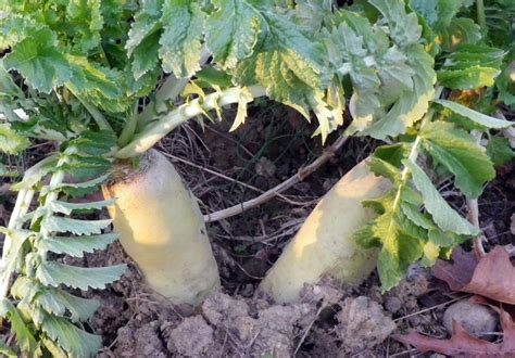 Daikon Radish Cover Crop