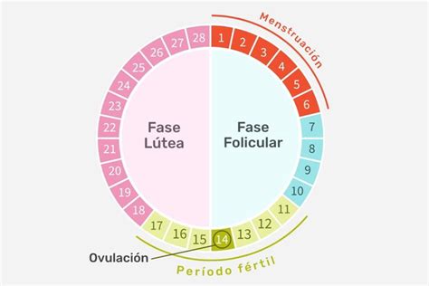 Ciclo Menstrual Fases Hormonas Y C Mo Funciona Con Calculadora