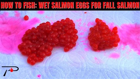 How To Salmon Fish A Wet Egg Cure For Fall Salmon Fishing Youtube