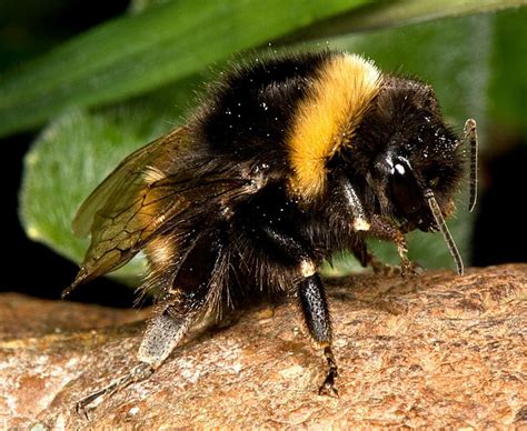 facts  bumblebees  science