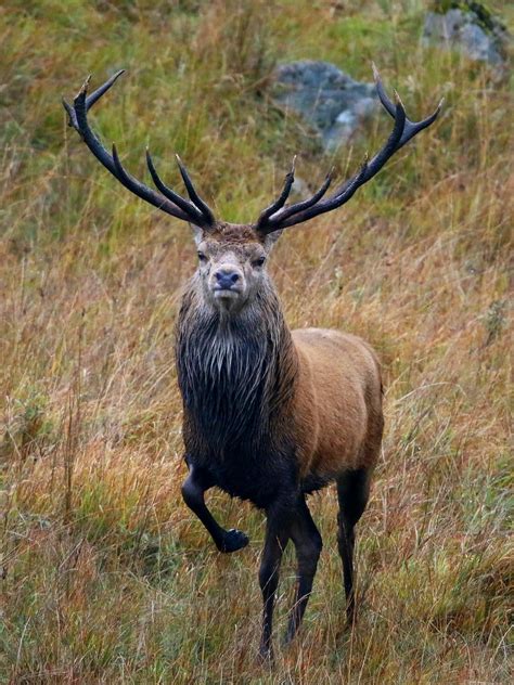 Red Deer Stag Galloway Forest Bob Hurrell Wildlife Flickr