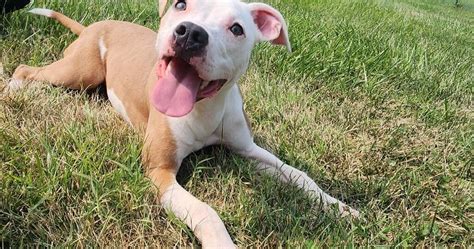Culpeper Shelter Pets For Week Of Aug 13 2023