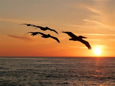 Gambar Pantai Air Alam Lautan Horison Burung Matahari Terbit