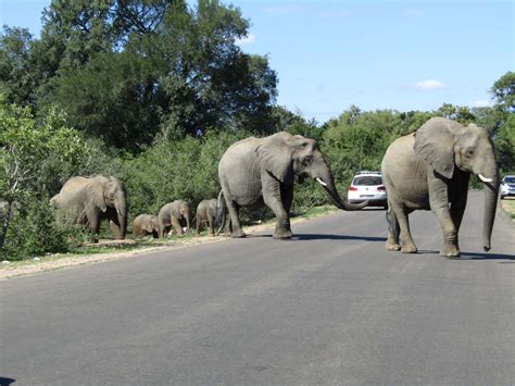 Parc Kruger En Afrique Du Sud Guide Pour Le Visiter