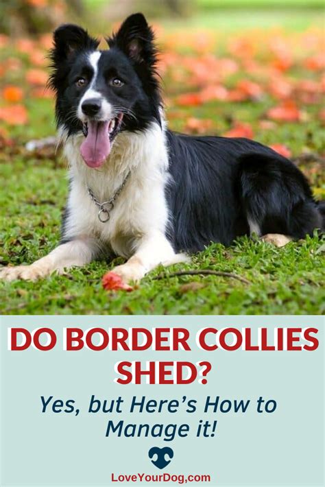 Do Border Collies Shed Yes But Heres How To Manage It Border