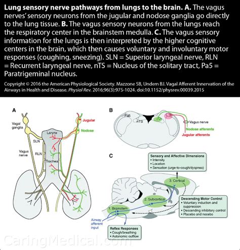 Chronic Cough Cough Hypersensitivity Syndrome And The Vagus Nerve