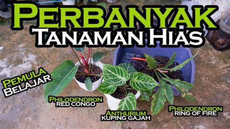 Perbanyakan Tanaman Hias Aroid YouTube