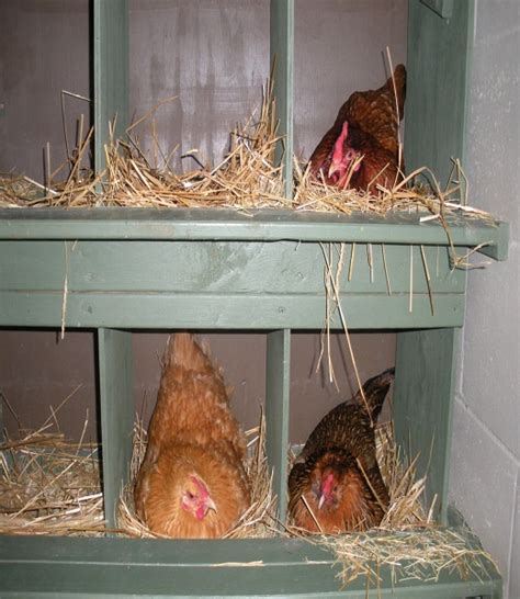 Common Chicken Coop Mistakes