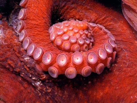 Download Giant Pacific Octopus Camouflage Wallpaper | Wallpapers.com