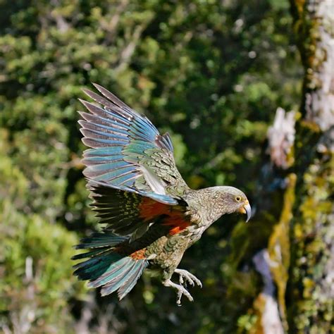 Especies De Aves Que Ya Est N Extintas O Pr Cticamente Extintas