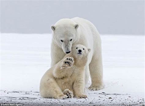 Cute Polar Bear Cub Waves At Tourists