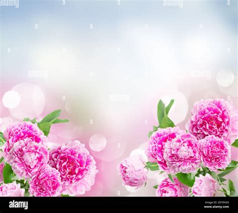 Pink Peonies Border Stock Photo Alamy