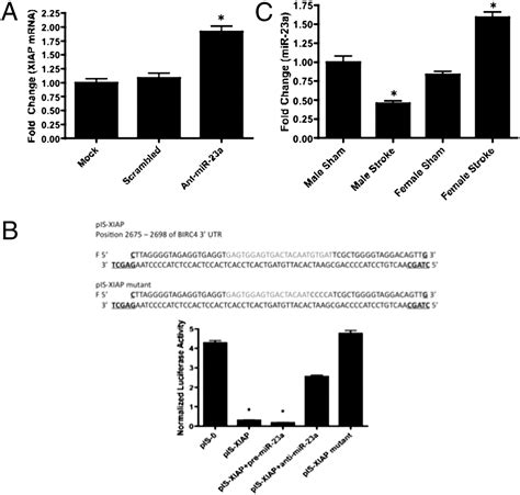 Mir 23a Regulation Of X Linked Inhibitor Of Apoptosis Xiap Contributes To Sex Differences In