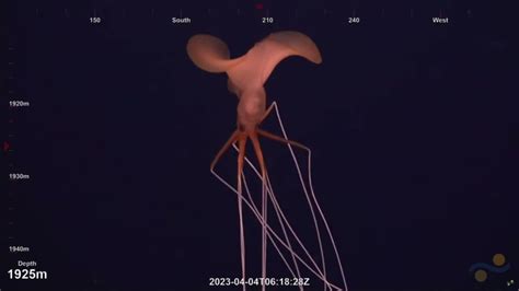 Magnapinna Squid High Quality Close Up New Footage April 2023