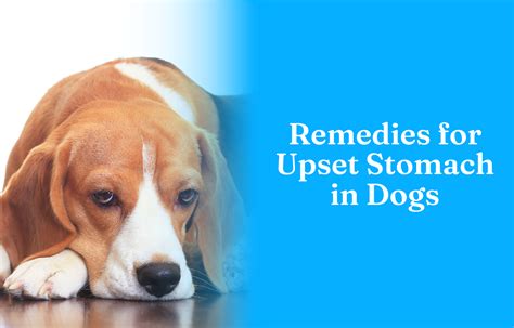 Remedies for Upset Stomach in Dog – Vital Pet Life