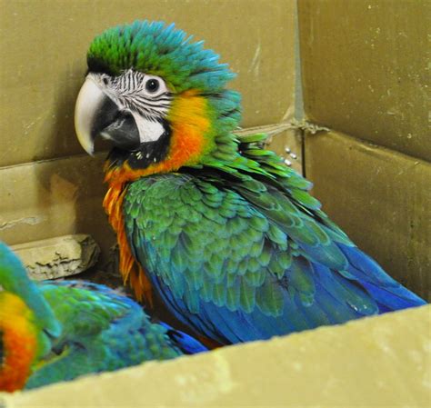 My California Macaws (Macaology): The ARA Project Macaw Conservation in Costa Rica