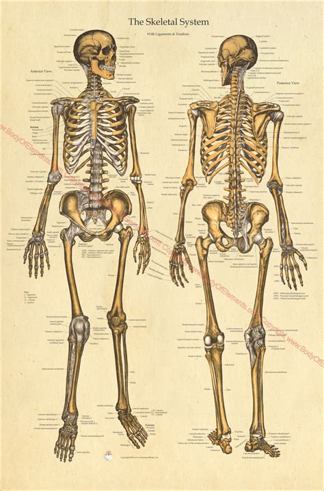 Human Skeletal Anatomy Poster Anterior And Posterior Views 20 X 30 And 24